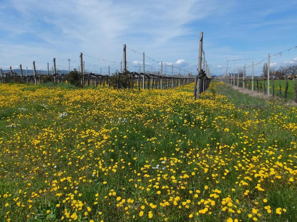 フォリーニョ Cascina Antoniniゲストハウス エクステリア 写真